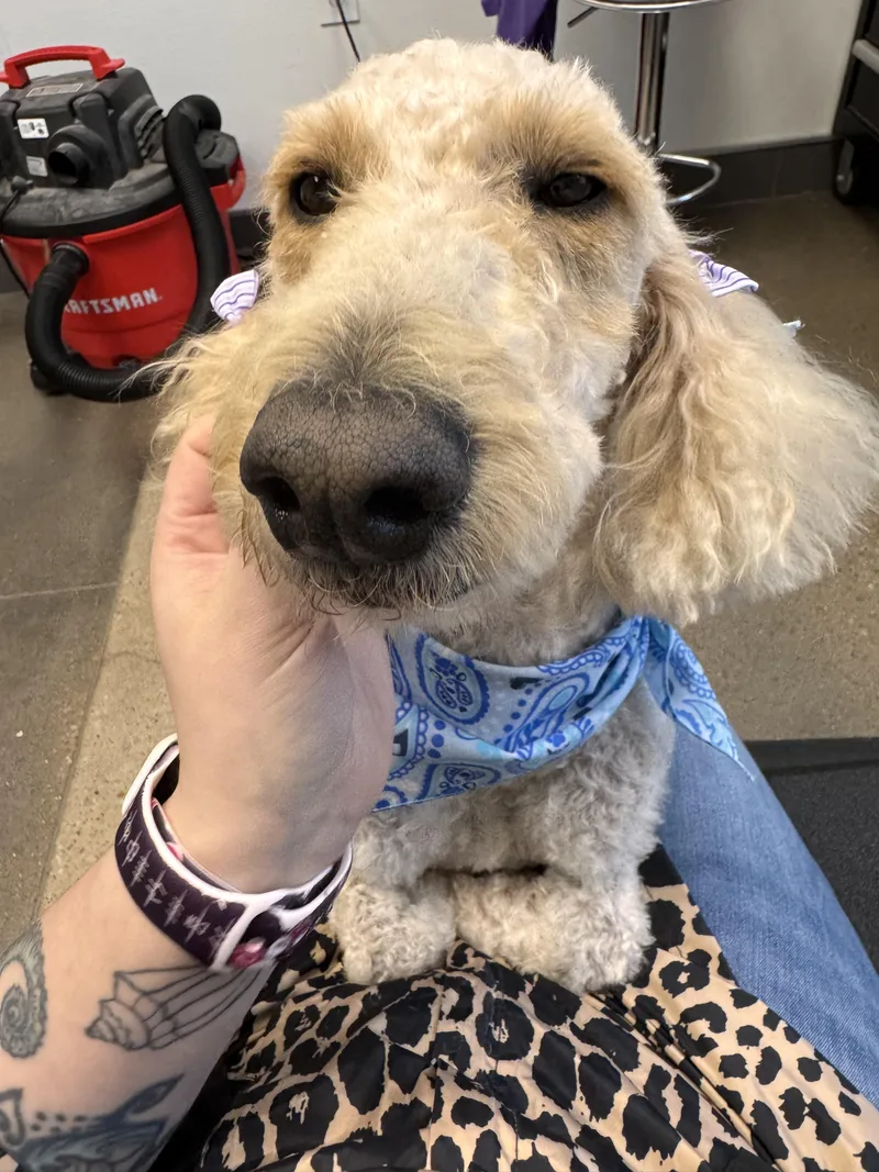 An adult medium-sized female White / Cream Poodle dog named Stevie for adoption in Plano, TX
