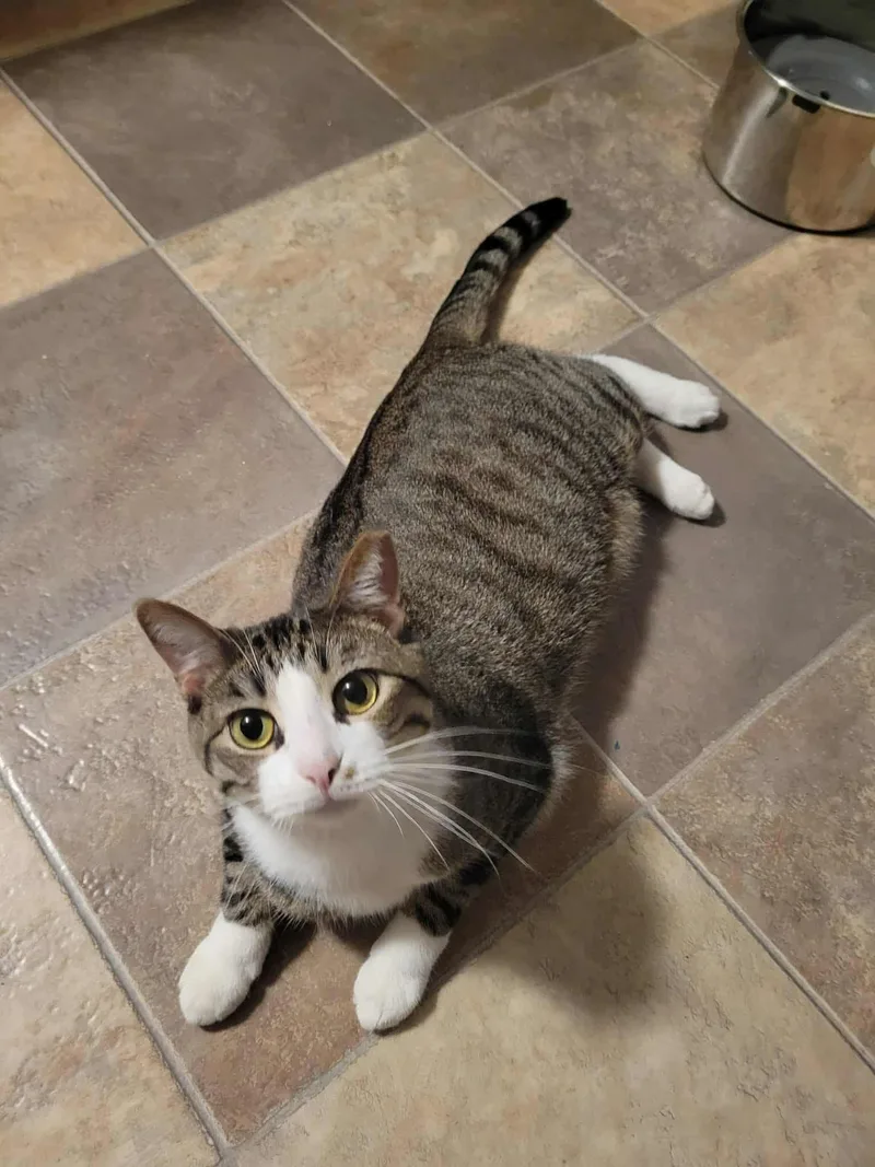 Mr. Pickles thumbnail 2