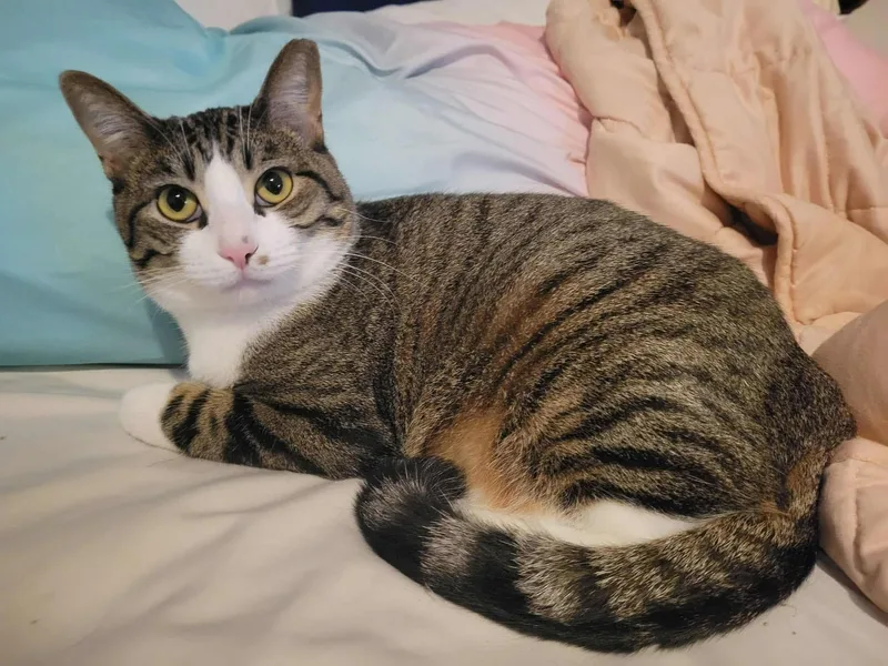 Mr. Pickles thumbnail 4