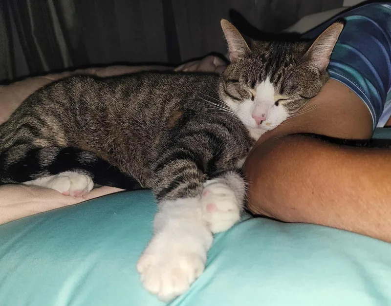 Mr. Pickles thumbnail 5