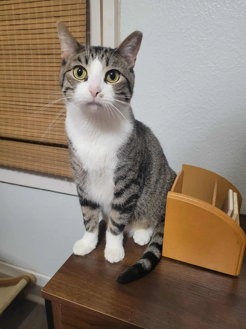 Mr. Pickles thumbnail 6