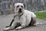 An adult medium-sized female Brown / Chocolate Australian Cattle Dog / Blue Heeler dog named Emmy for adoption in Lewiston, ID