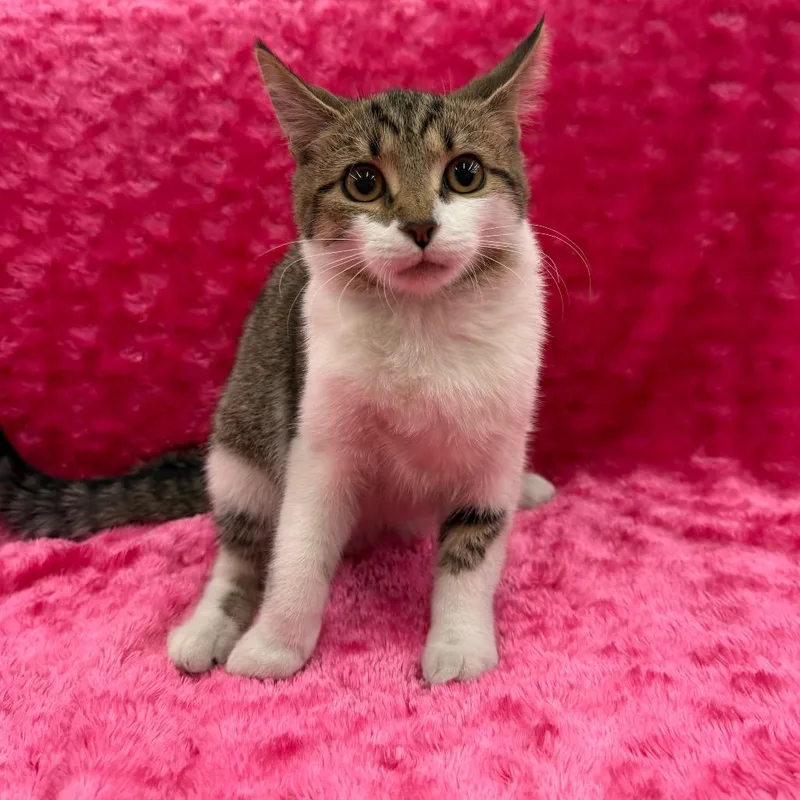 A baby small-sized female Gray / Blue / Silver Domestic Short Hair cat named Rem for adoption in Raleigh, NC