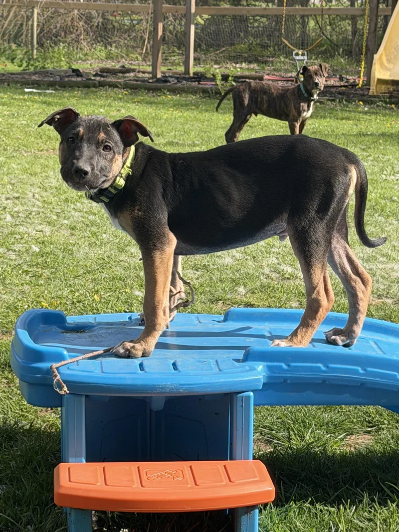 A baby large-sized male Black German Shepherd Dog dog named Link for adoption in Davisburg, MI