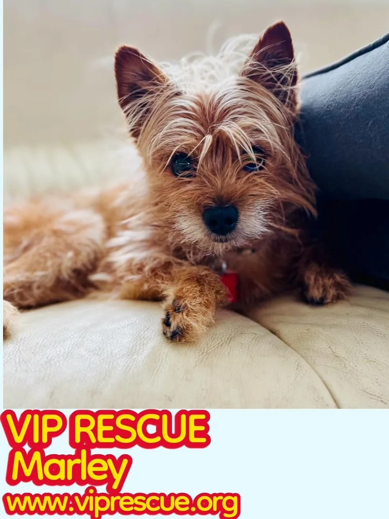 Marley  Holiday thumbnail 2