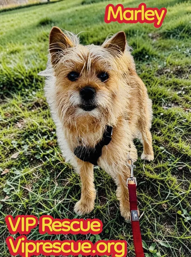 Marley  Holiday thumbnail 3