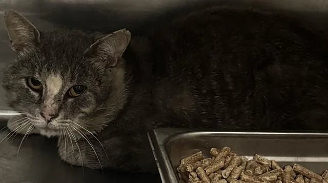 An adult medium-sized male Domestic Short Hair cat named Quest for adoption in Upper Marlboro, MD
