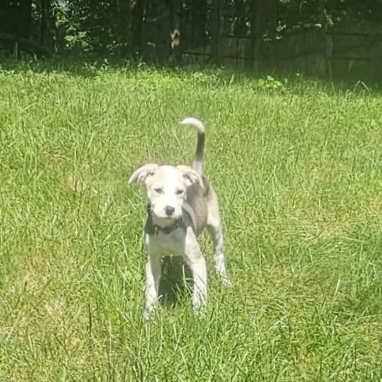 A baby small-sized female White / Cream Mixed Breed dog named Naya for adoption in Alma, WI