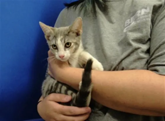 A baby small-sized female Domestic Short Hair cat named Cara for adoption in Albuquerque, NM