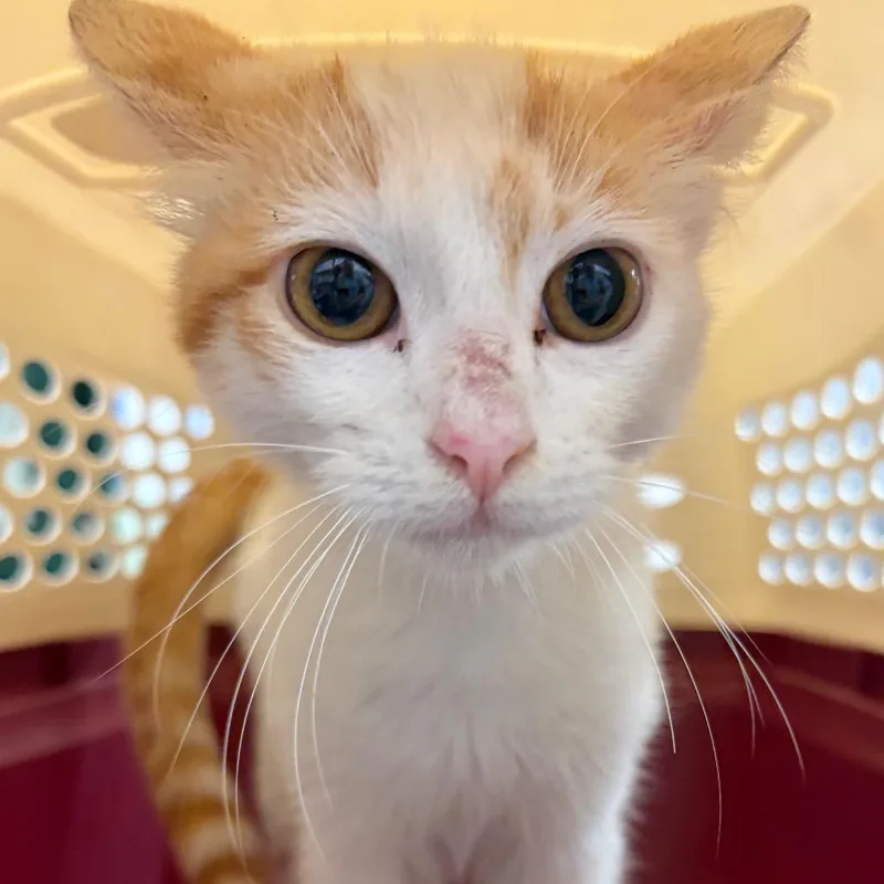A baby medium-sized male White Domestic Short Hair cat named Giggle for adoption in Lake Jackson, TX