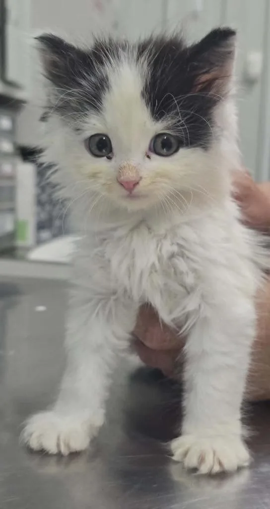 A baby small-sized male Domestic Long Hair cat named Domonic for adoption in Hillsdale, IN