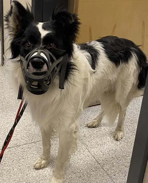 An adult medium-sized male Border Collie dog named A for adoption in Modesto, CA