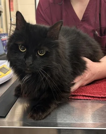 A senior medium-sized female Domestic Long Hair cat named Spooky for adoption in Fishers, IN