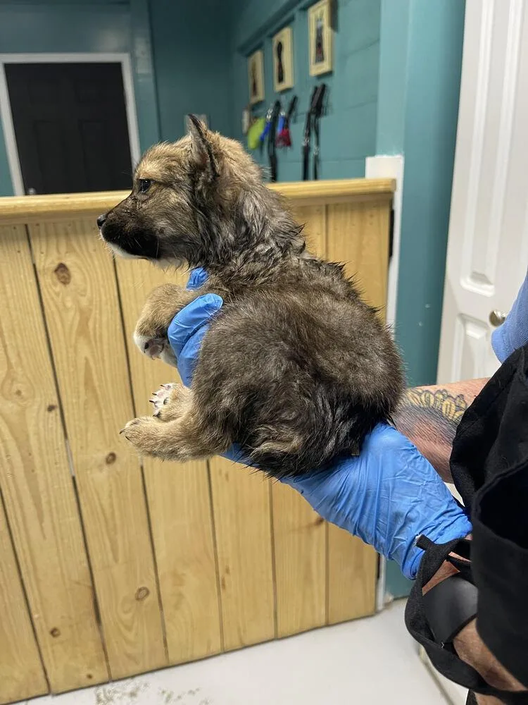 A baby small-sized male Mixed Breed dog named Wolfie for adoption in Chattanooga, TN