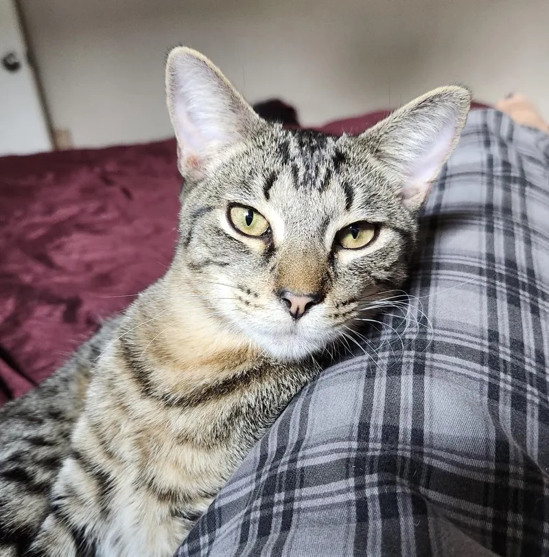 Carlos Ramon thumbnail 2