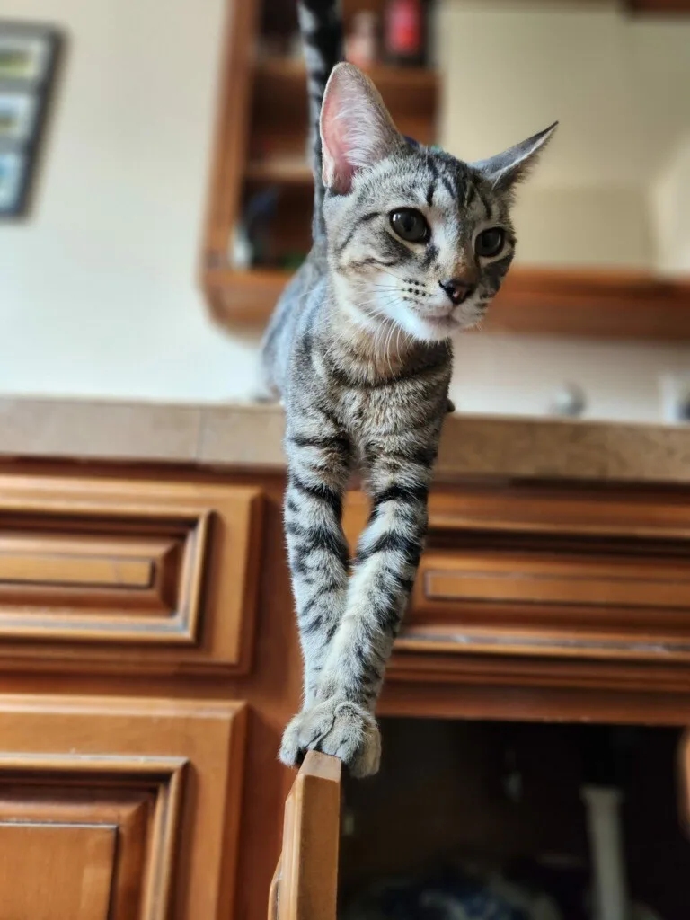 Carlos Ramon thumbnail 3