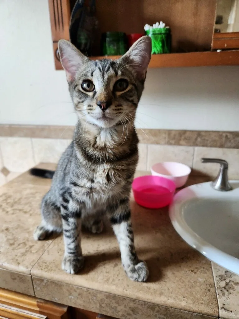 Carlos Ramon thumbnail 4