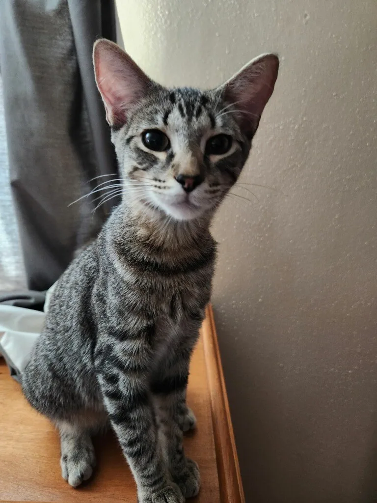 Carlos Ramon thumbnail 5