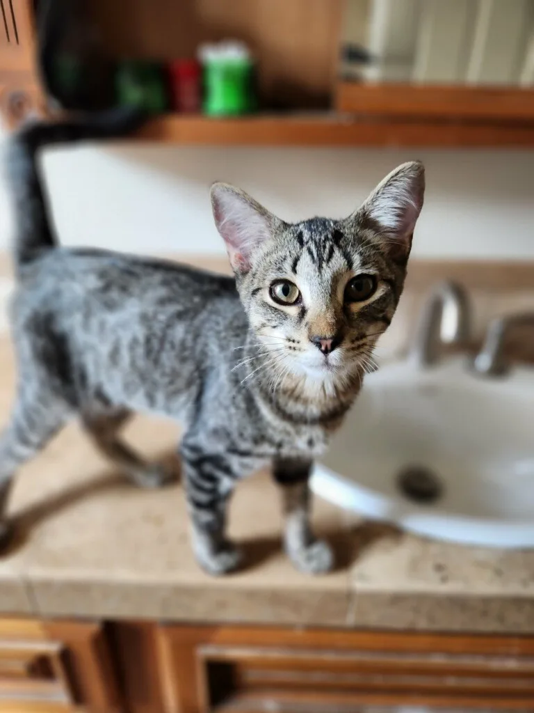 Carlos Ramon thumbnail 6