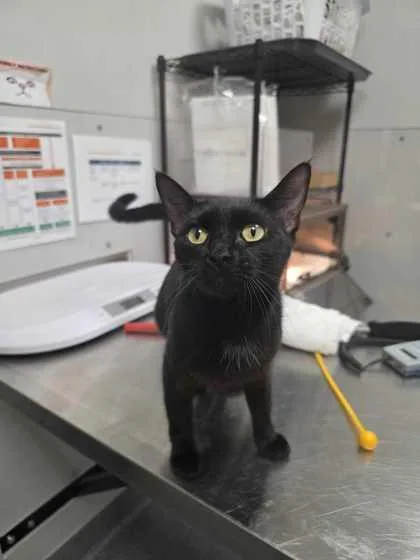 An adult medium-sized female Domestic Short Hair cat named Teal for adoption in Sevierville, TN