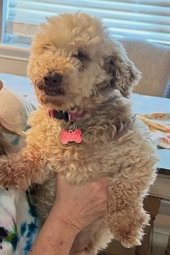 A senior small-sized female White / Cream Poodle dog named Willapa for adoption in Tulsa, OK