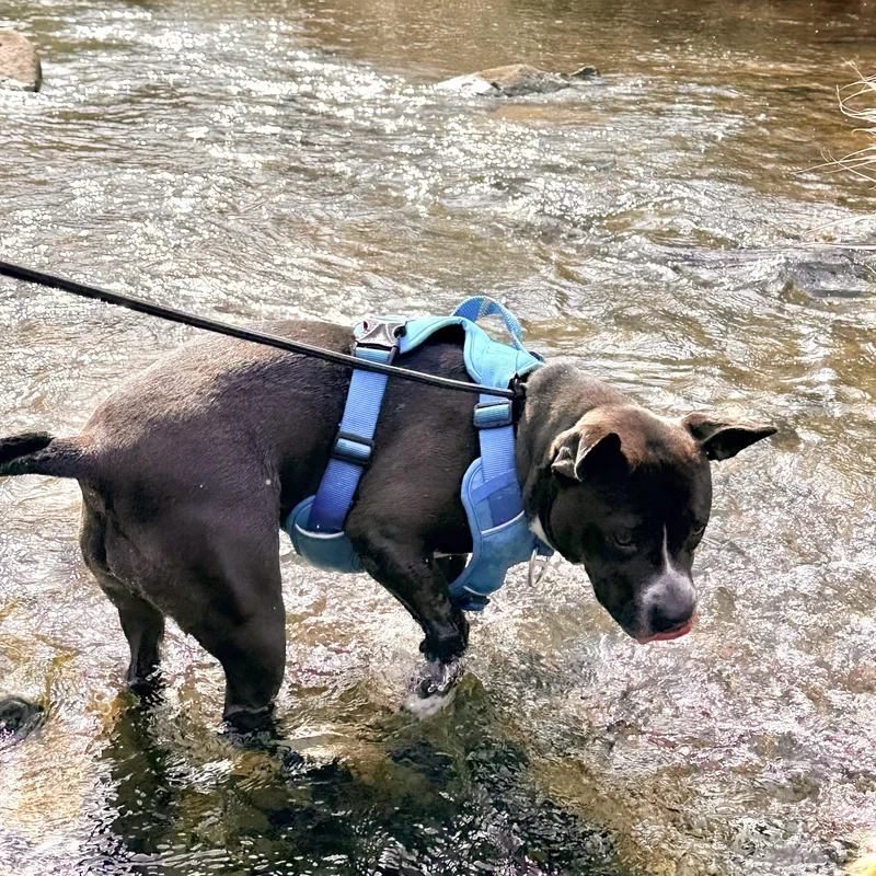 Chicken Tender thumbnail 2