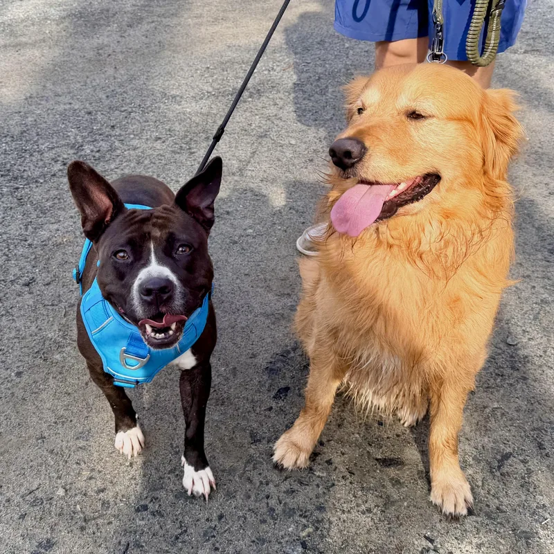 Chicken Tender thumbnail 3