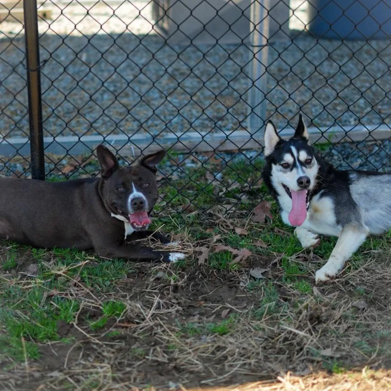 Chicken Tender thumbnail 4