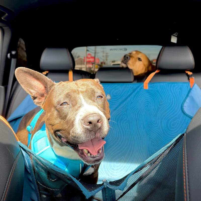 Chicken Tender thumbnail 6