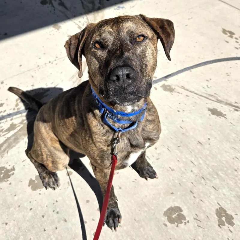 An adult large-sized male Brindle Shepherd dog named Wrex for adoption in Albuquerque, NM