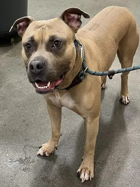 An adult large-sized male American Bulldog dog named Hades for adoption in Upper Marlboro, MD