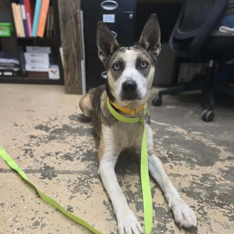 An adult medium-sized female Black Husky dog named Lily for adoption in Newport, TN