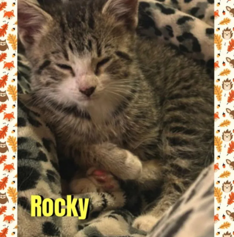 A baby medium-sized male Tabby (Gray / Blue / Silver) Domestic Medium Hair cat named Rocky for adoption in Red Lodge, MT