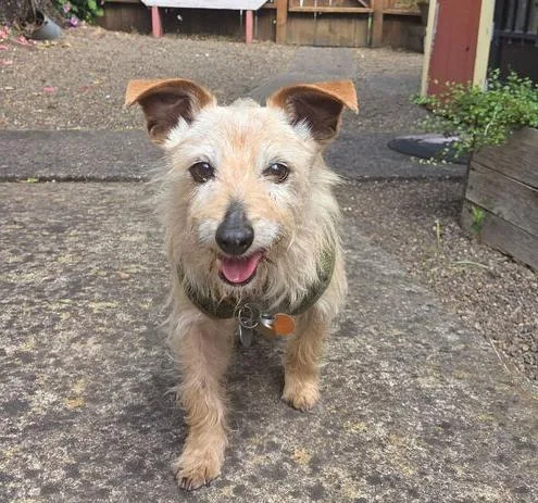 A senior small-sized male Terrier dog named Buster for adoption in Eugene, OR