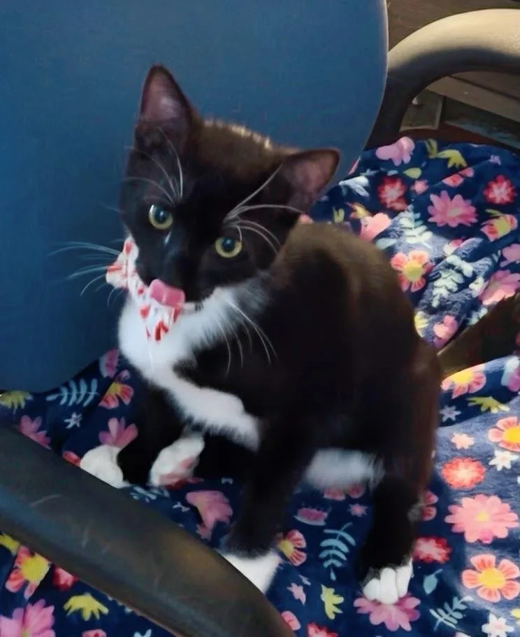 A baby small-sized female Black & White / Tuxedo Tuxedo cat named Ostretta for adoption in San Juan Capistrano, CA