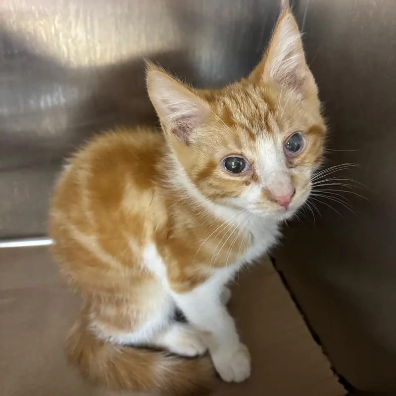 A baby small-sized male Orange / Red Domestic Short Hair cat named Banana pudding for adoption in Parrish, AL