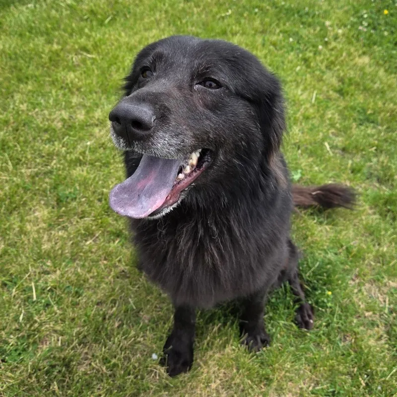 Mammy