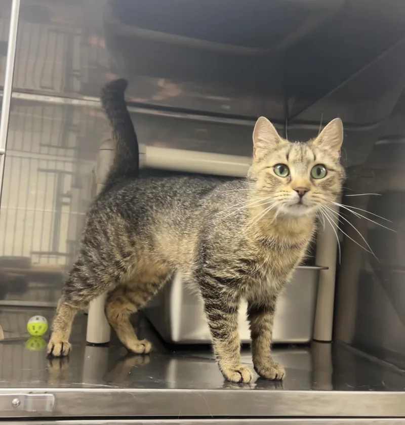 A young medium-sized female Tabby (Brown / Chocolate) Domestic Short Hair cat named Rosewood for adoption in Montville, NJ