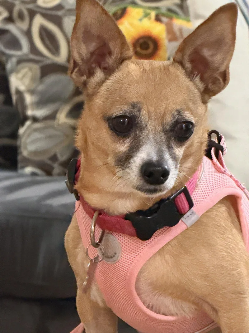 An adult small-sized female Chihuahua dog named Lucy for adoption in San Francisco, CA