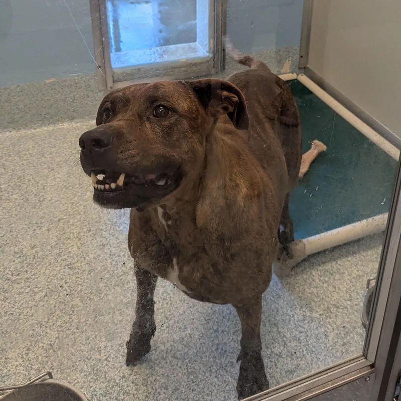 An adult large-sized female Brindle Pit Bull Terrier dog named Dixie for adoption in Stafford, VA