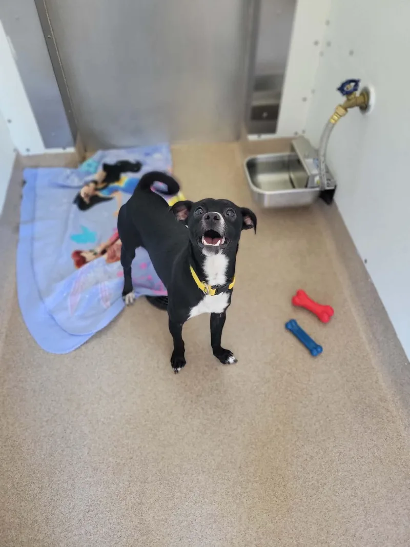 An adult small-sized male Black Chihuahua dog named Archie for adoption in Chambersburg, PA