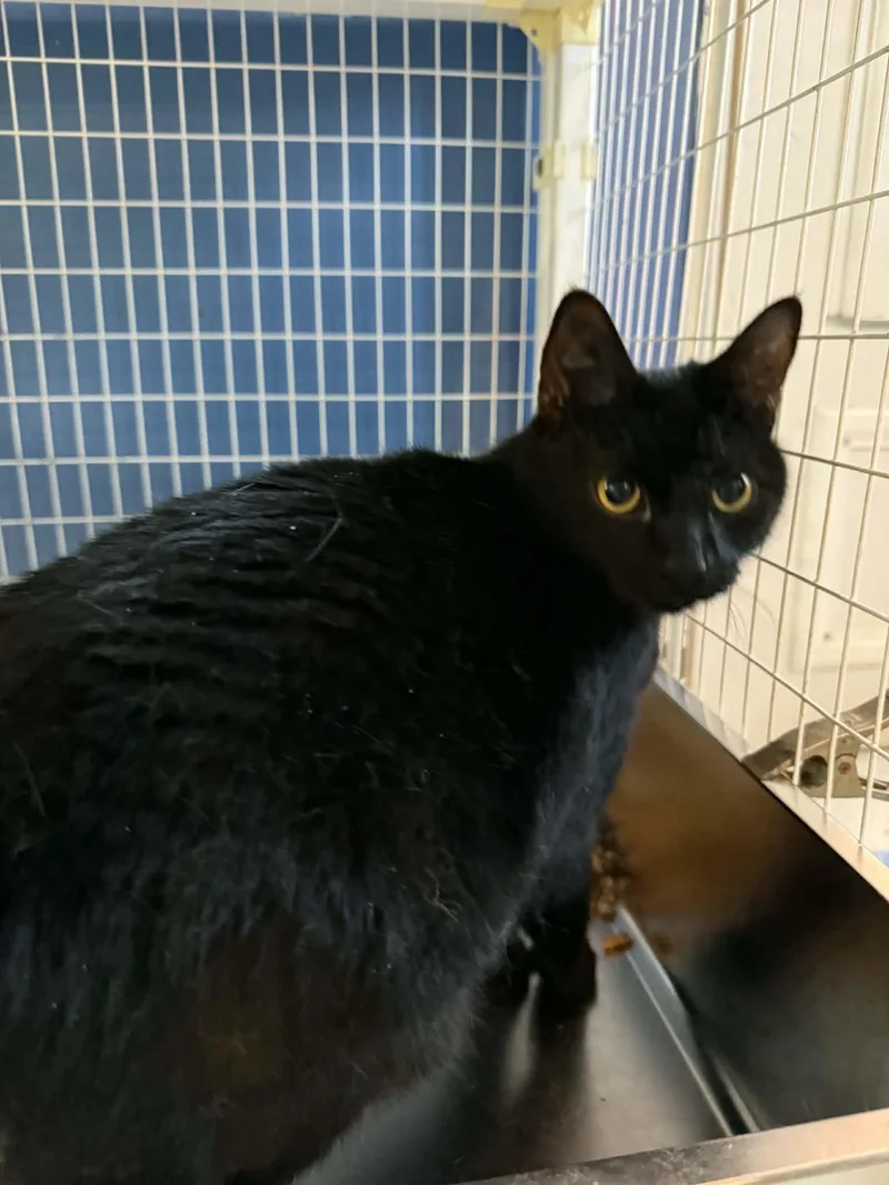 An adult medium-sized female Domestic Medium Hair cat named Scarf for adoption in Claremont, NH