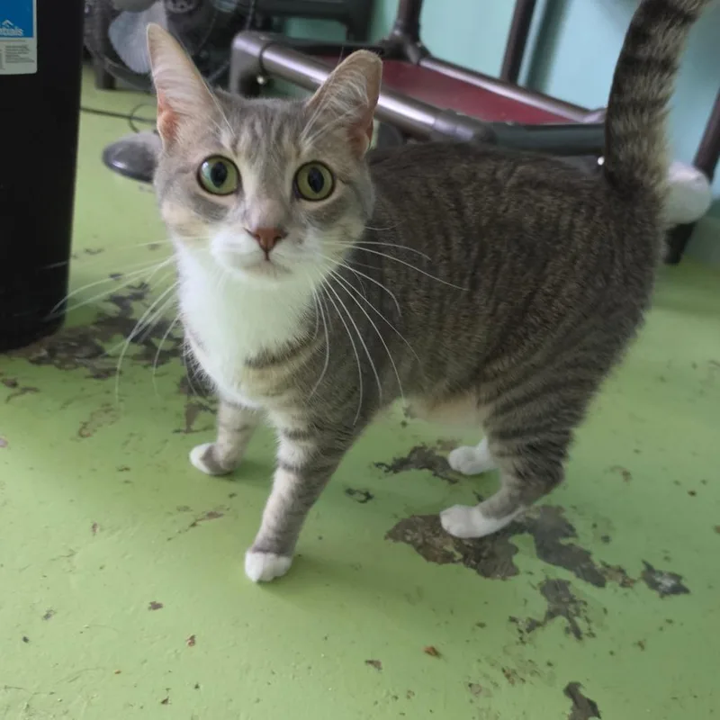 An adult medium-sized female Gray / Blue / Silver Domestic Short Hair cat named Nellie for adoption in Melrose, FL