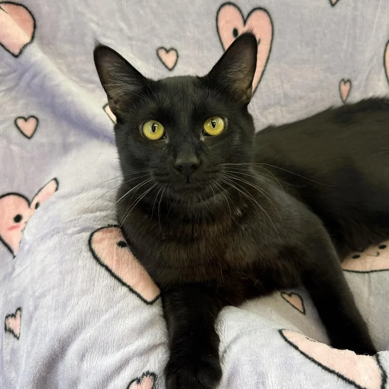 An adult extra large-sized male Black Domestic Short Hair cat named Wuzzy Wumpkins for adoption in Long Beach, CA