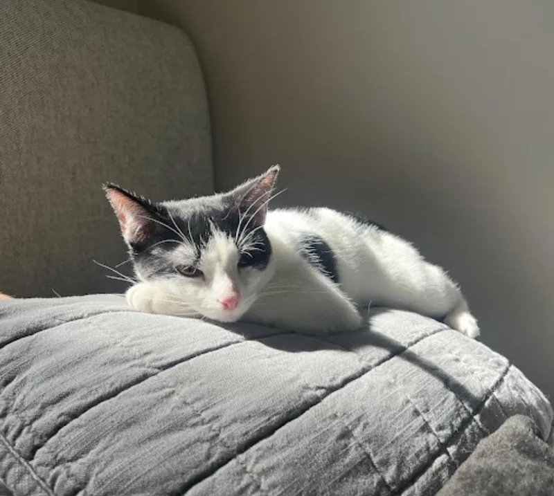 A young medium-sized male Black & White / Tuxedo Domestic Short Hair cat named Nova and Rowan for adoption in Bronx, NY