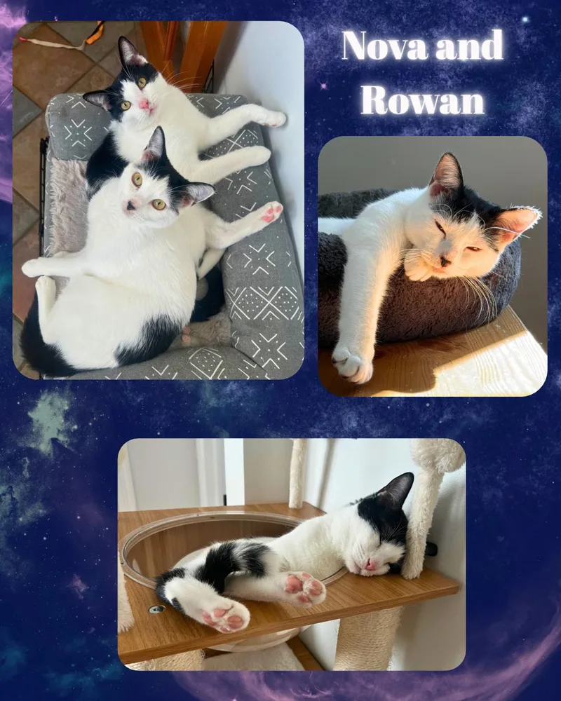 Nova and Rowan thumbnail 2