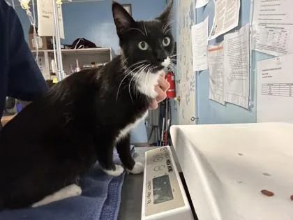 Jelly Fish thumbnail 2