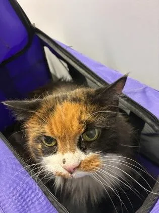 Penelope