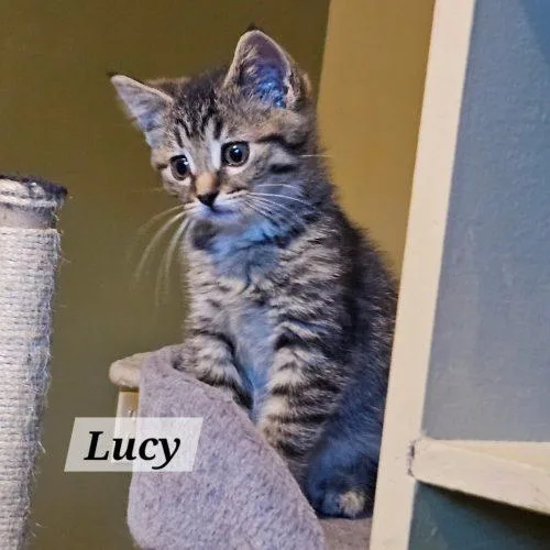 A baby small-sized female Tabby (Brown / Chocolate) Domestic Short Hair cat named Lucy for adoption in Kenosha, WI