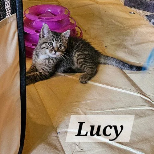 Lucy thumbnail 5